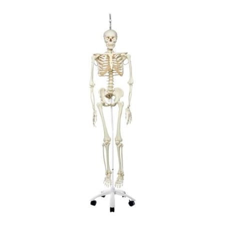 Fabrication Enterprises 3B Anatomical Model - Phil The Physiological Skeleton on Roller Stand 951428